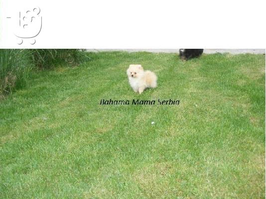 Pomeranian καθαροαιμα θεσσαλονικη 6988190151